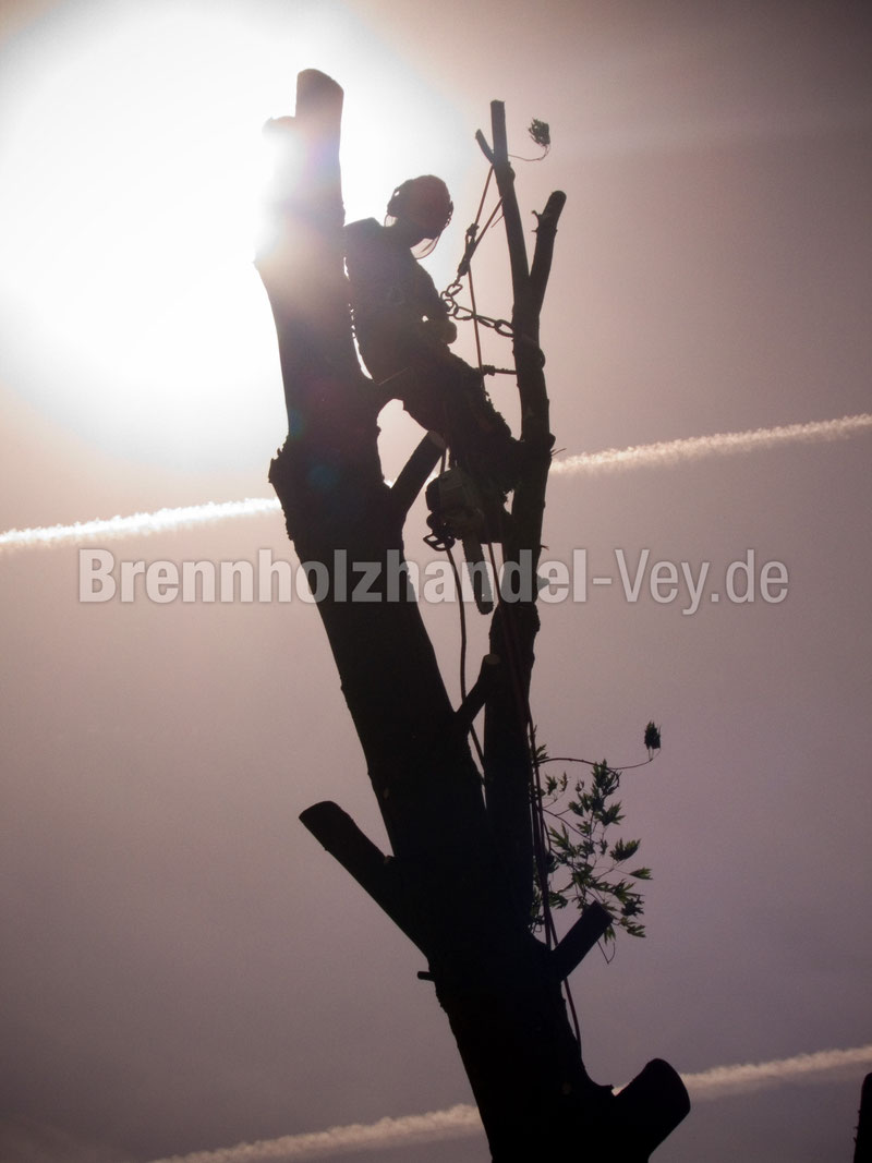 Spezialbaumfällung durch Thorsten Vey