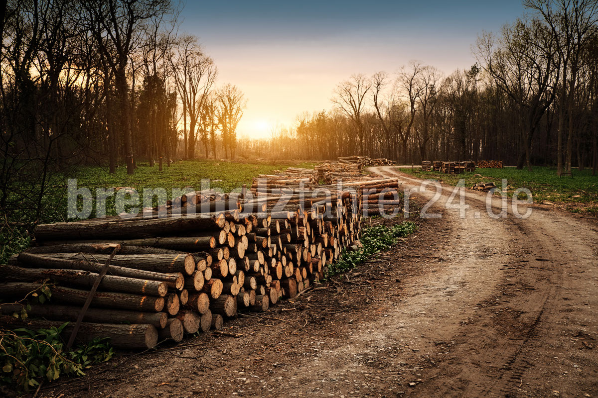 VeyHolz Fuhrpark und Holzlager 4