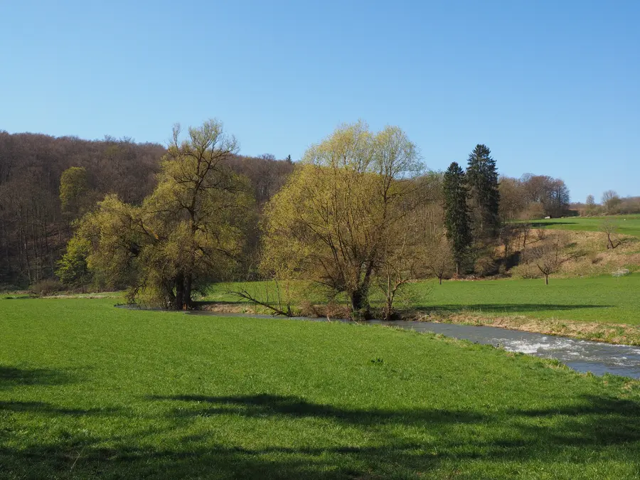 Brennholz kaufen in Maßbach (Fränkische Saale & Landkreis Bad Kissingen) – Ofenfertiges Kaminholz & Buchen-Industrieholz mit 6–8 % Restfeuchte