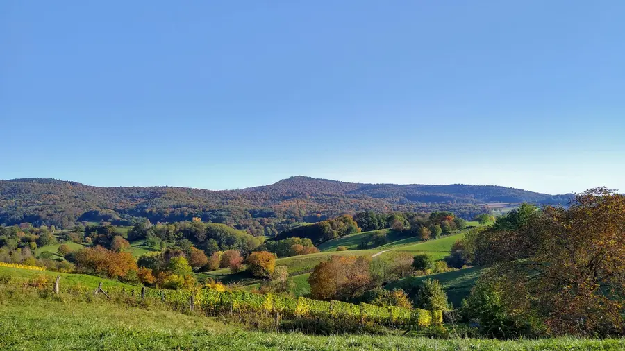Brennholz kaufen in Ostheim vor der Rhön (Bayerische Rhön & Rhön-Grabfeld) – Ofenfertiges Kaminholz & Buchen-Industrieholz mit 6–8 % Restfeuchte