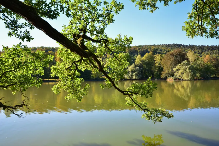 Brennholz kaufen in Schleusingen (Thüringer Wald & Südthüringen) – Ofenfertiges Kaminholz & Buchen-Industrieholz mit 6–8 % Restfeuchte