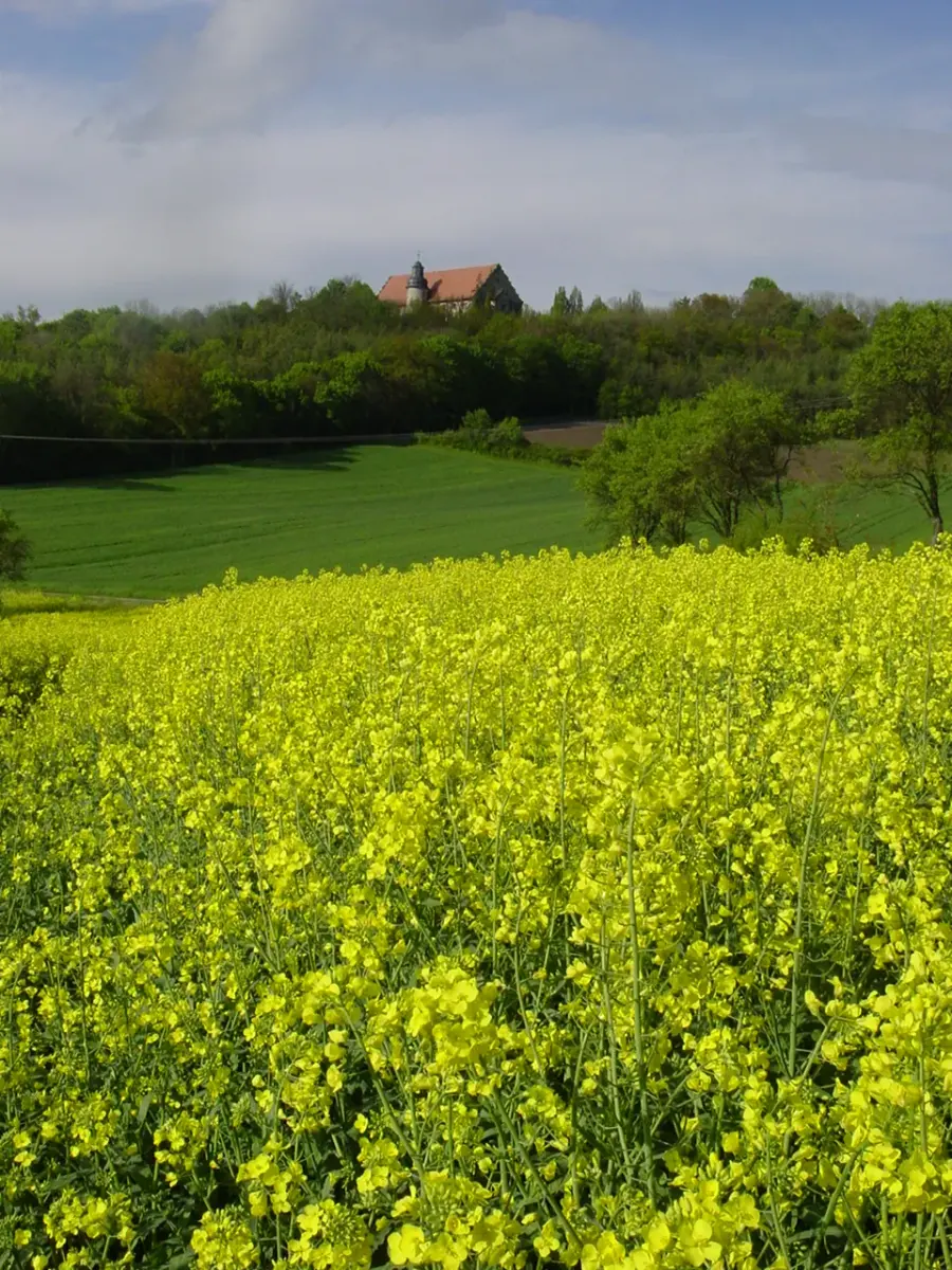 Brennholz & Kaminholz Lieferung nach Hofheim in Unterfranken (PLZ 97461) – Kammergetrocknetes Buchenholz von Brennholzhandel Vey